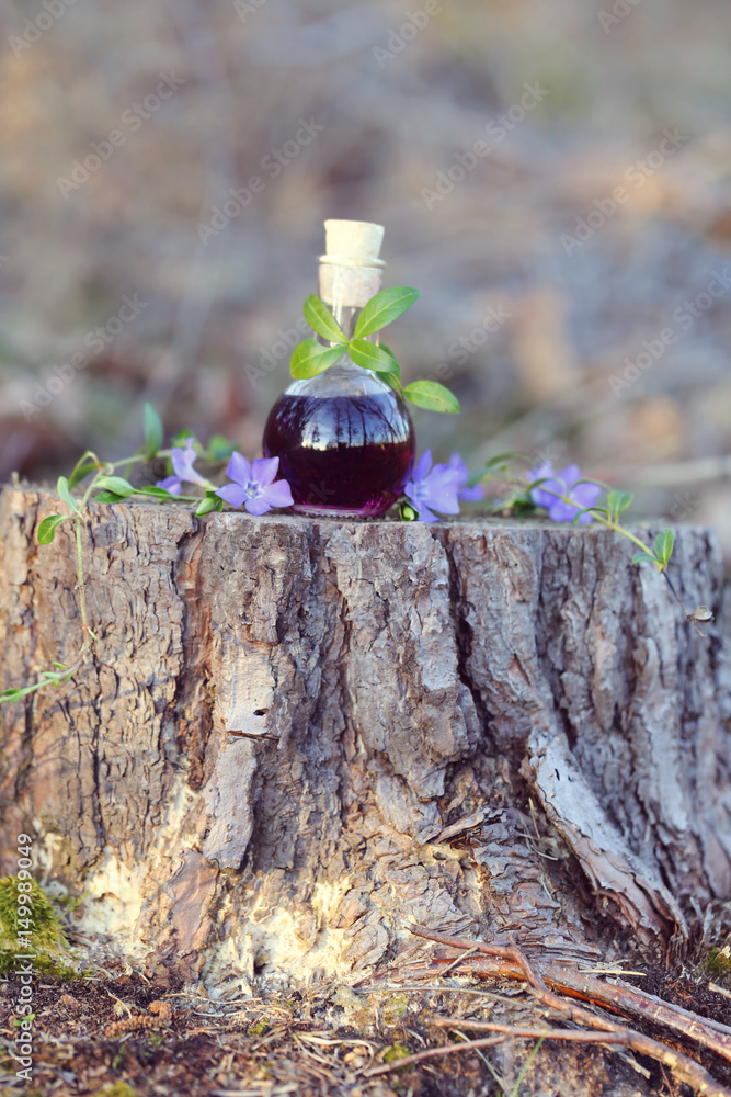 Fototapeta premium Herbal medicinal tincture. Magic potion. tincture in a glass bottle in the forest on a stump with purple flowers