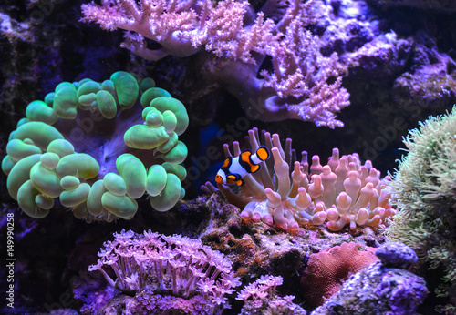 Reef tank, marine aquarium. Blue aquarium full of plants. Percula. Neon green bubble coral. Clavularia. Zoanthus. Tank filled with water for keeping live underwater animals. 