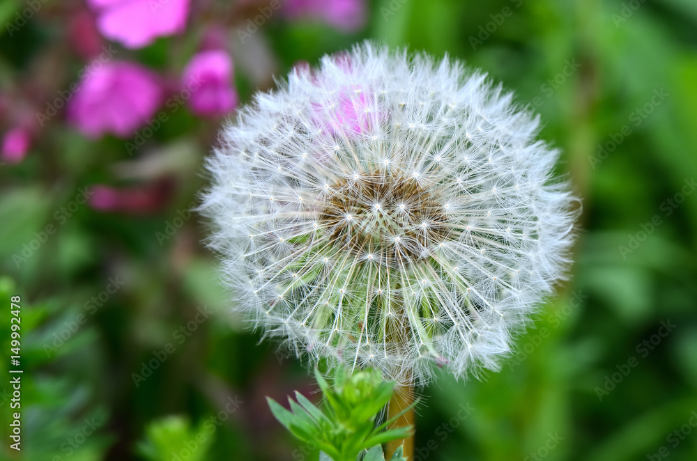 Detail of dandelion / Detail of dandelion in our czech meadow. Focus is on the center of the flower. Detail of dandelion / Detail of dandelion in our czech meadow. Focus is on the center of the flower.