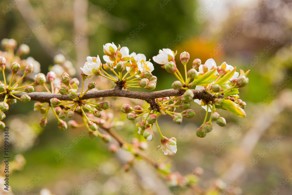 Plum blossoms in spring