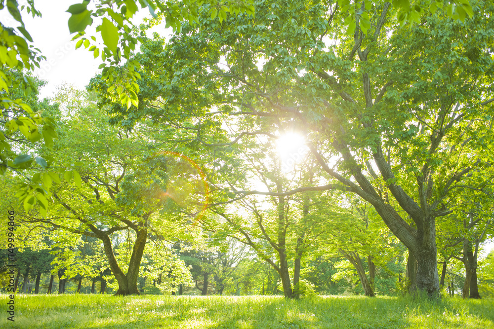 公園　新緑