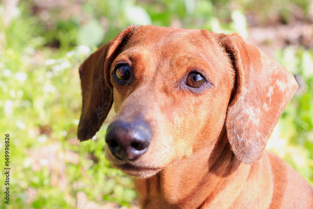 Purebred dog Dachshund, a hunting breed. Dog German Dachshund red color. Purebred dog Dachshund, a hunting breed. Dog German Dachshund red color.