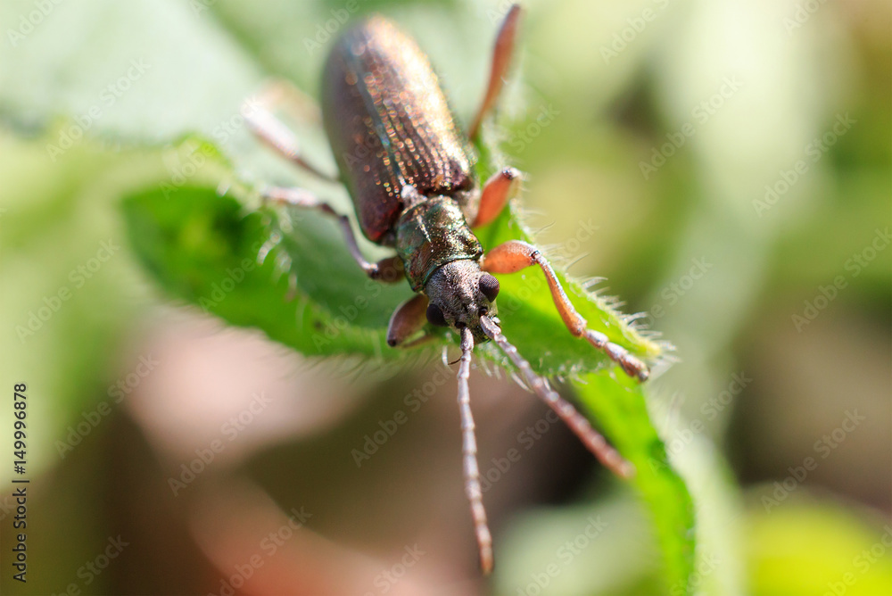 Macro photo of a beetle. Close-up of a beetle on a leaf. Beetle in the summer, sitting on a green leaf. Macro photo of a beetle. Close-up of a beetle on a leaf. Beetle in the summer, sitting on a green leaf.