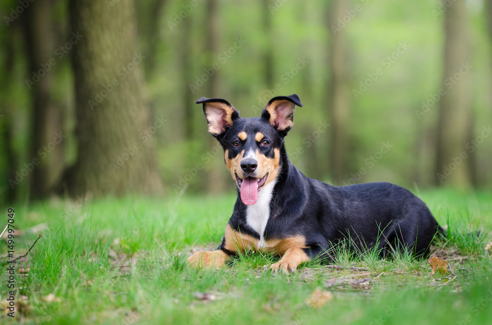 Beautiful dog portrait in the middle of the forrest in spring time Beautiful dog portrait in the middle of the forrest in spring time