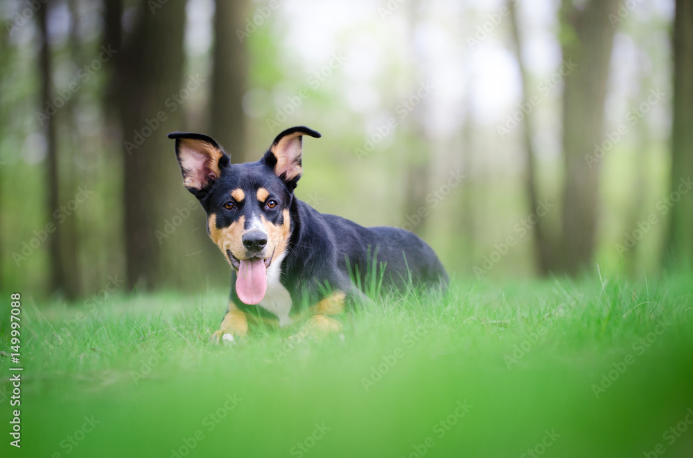 Beautiful dog portrait in the middle of the forrest in spring time Beautiful dog portrait in the middle of the forrest in spring time