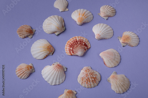 Composition of seashells