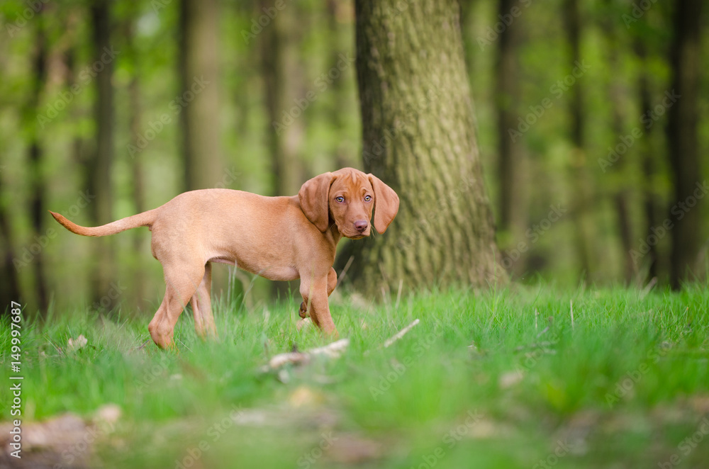 Ten week old puppy of vizsla dog in the forrest in spring time Ten week old puppy of vizsla dog in the forrest in spring time