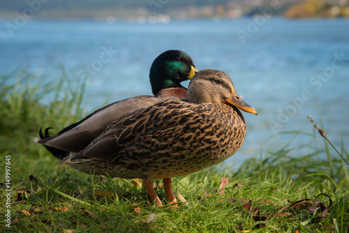 Canvas Print Grey ducks one of most population birds life species in New Zealand