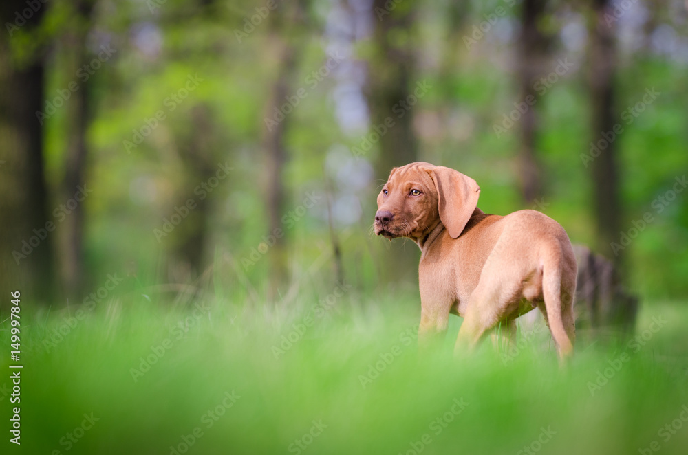 Ten week old puppy of vizsla dog in the forrest in spring time Ten week old puppy of vizsla dog in the forrest in spring time