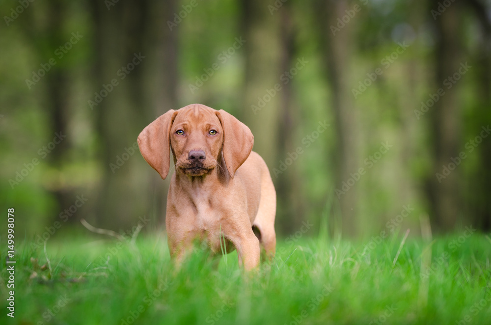 Ten week old puppy of vizsla dog in the forrest in spring time Ten week old puppy of vizsla dog in the forrest in spring time