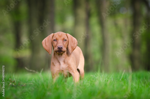Ten week old puppy of vizsla dog in the forrest in spring time