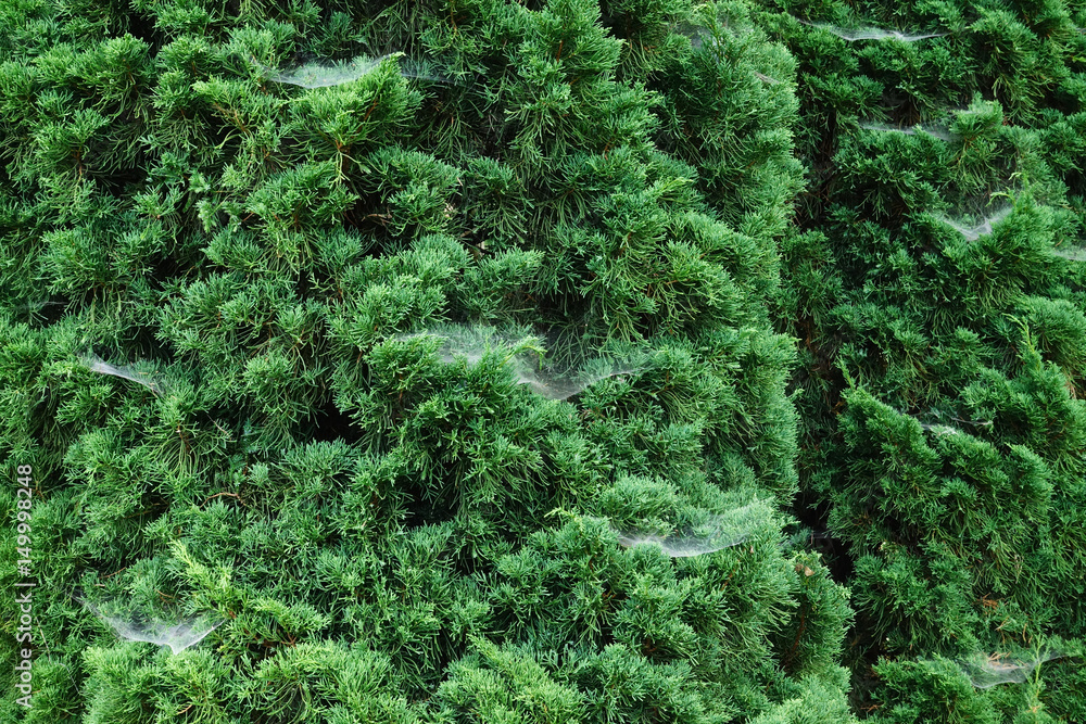 small cobweb between the pine needles