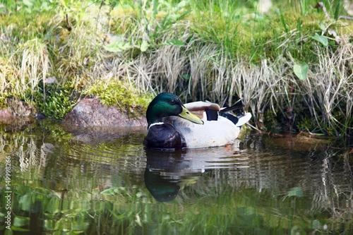 Obraz wiosna w Polsce - dzikie kaczki