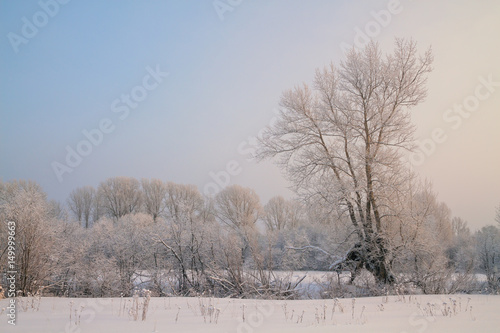 Wallpaper Mural Trees covered with rime in a frosty winter day Torontodigital.ca