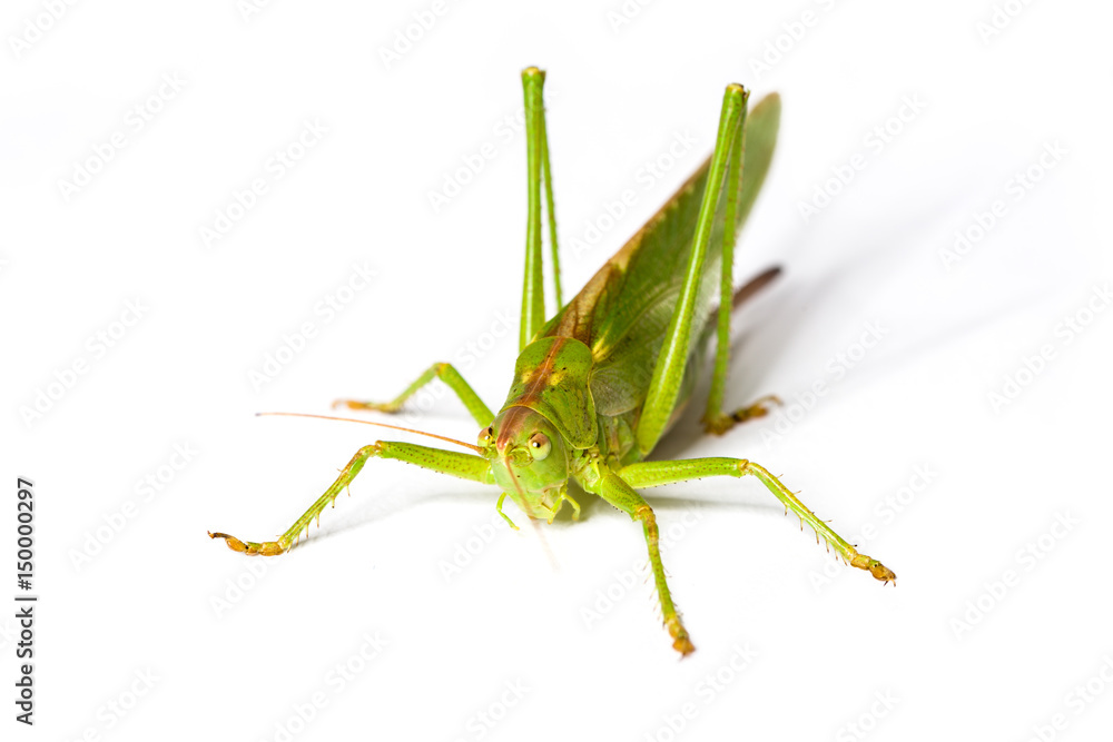 Green grasshopper isolated on white background Green grasshopper isolated on white background