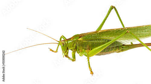 Grasshopper cleaning its feeler, isolated on white