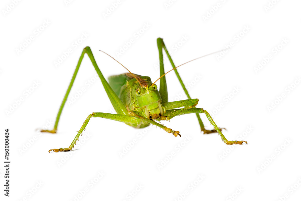 Grasshopper cleaning its feeler, isolated on white Grasshopper cleaning its feeler, isolated on white