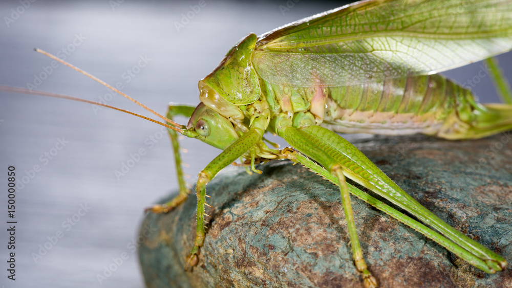 Grasshopper resting on a stone and cleaning its feet Grasshopper resting on a stone and cleaning its feet