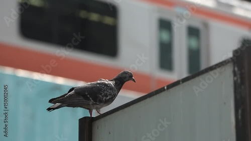 Pigeon is takinf off photo