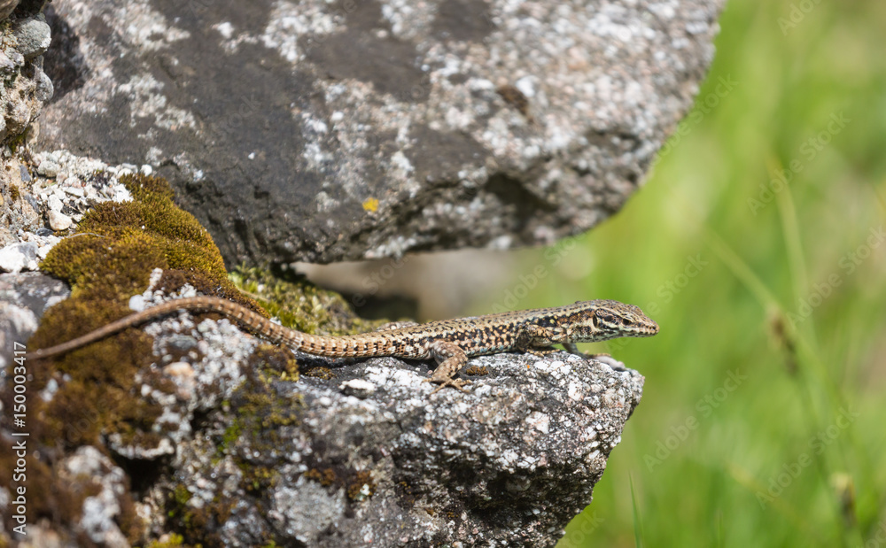Fototapeta premium Lézard des murailles