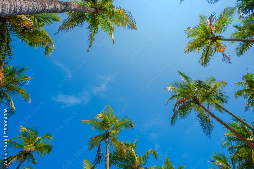 Obraz premium Tropical palms at sunny day