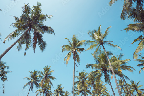 Vintage toned tropical coconut palm trees over clear sky