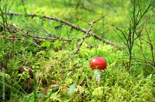 Roter Pilz im Moos