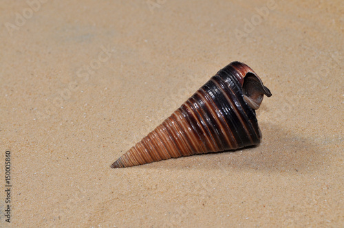 Seashell on the sand at the beach, concept of summer vacation