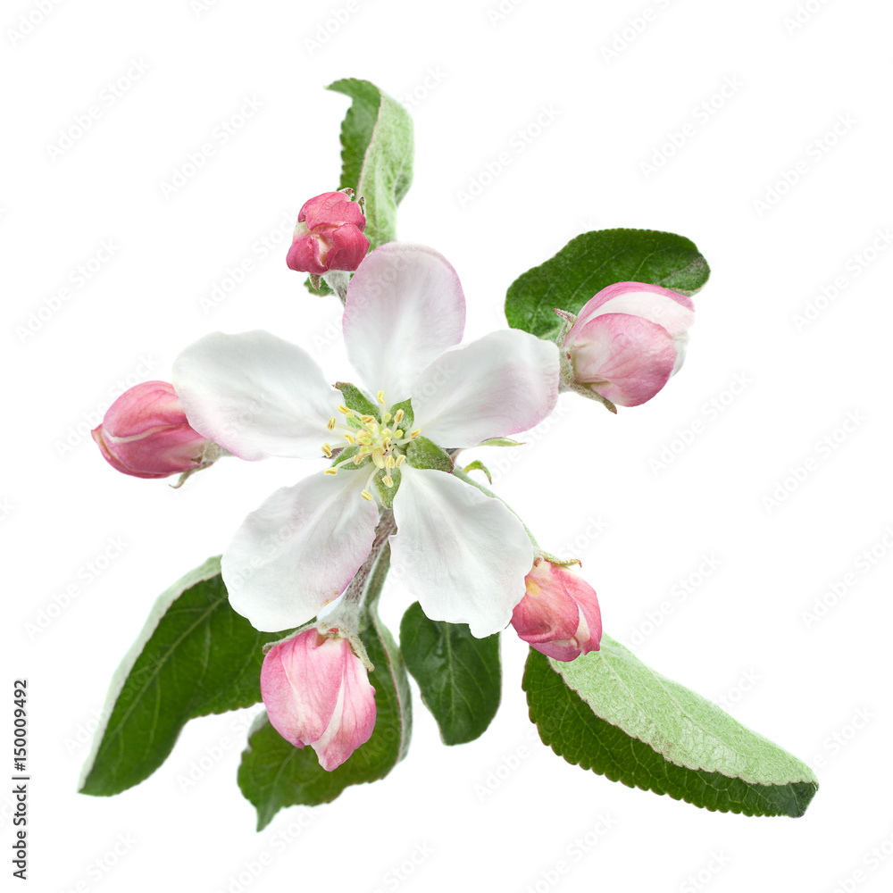 Naklejka premium Apple flower with leaf