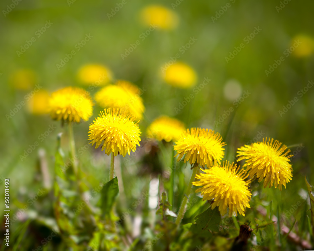 Beautiful yellow dandelion flower Beautiful yellow dandelion flower