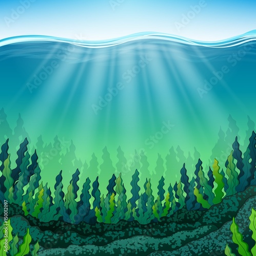 Seaweed on the ocean floor