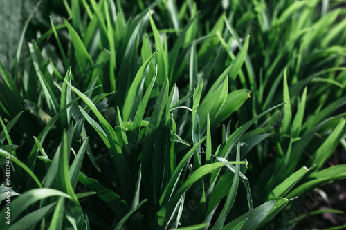 Green grass seamless texture. Green grass background texture. Field of fresh green grass texture as a background, top view, horizontal. Artificial green grass texture for background.