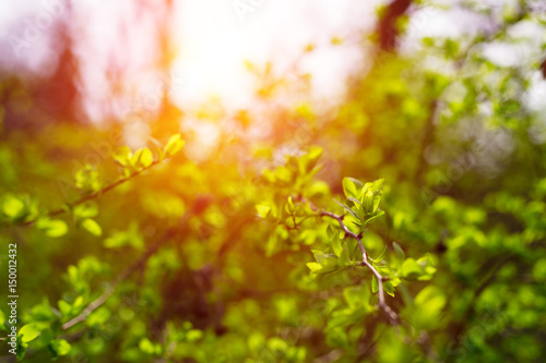 Little green tree leaves in the sunlight. Natural texture, Vegetative abstract background. © stas_malyarevsky