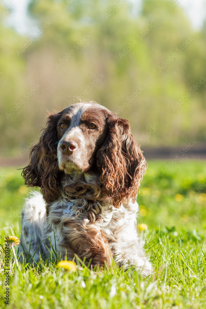 Brown spotted russian spaniel lays on the green grass