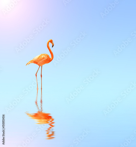 Plakat afryka natura dziki flamingo słońce