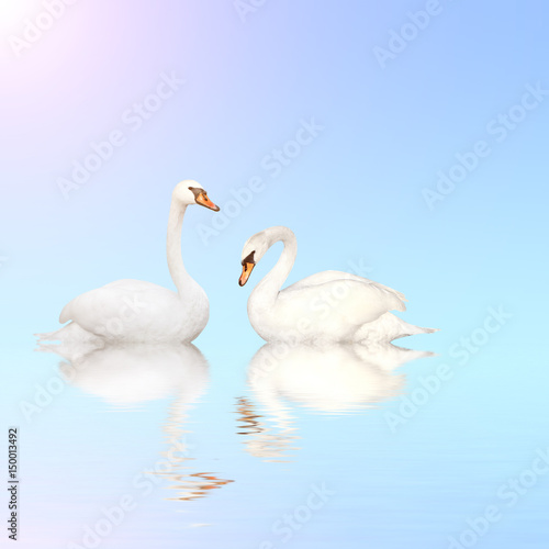 Fototapeta Naklejka Na Ścianę i Meble -  Mute swan on blue water