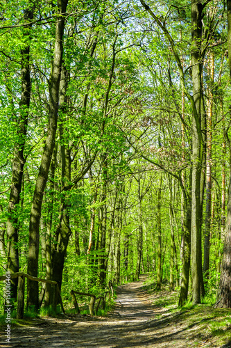 forest path 