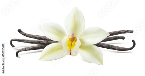 Vanilla flower pod symmetric composition isolated