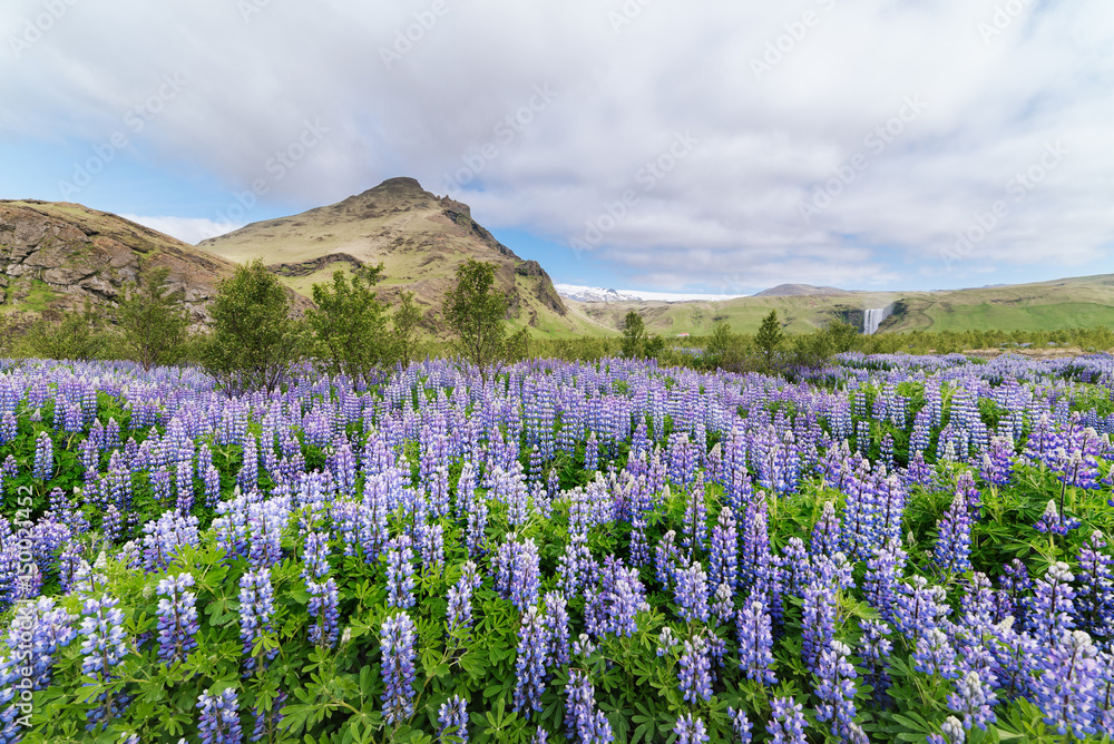 Fototapeta premium Lupine flowers on the meadow in Iceland