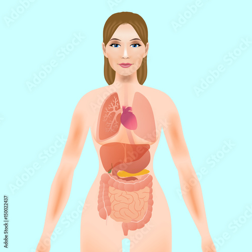 woman body silhouette and various organs  vector illustration