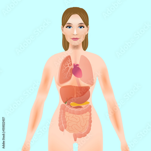 woman body silhouette and various organs, vector illustration