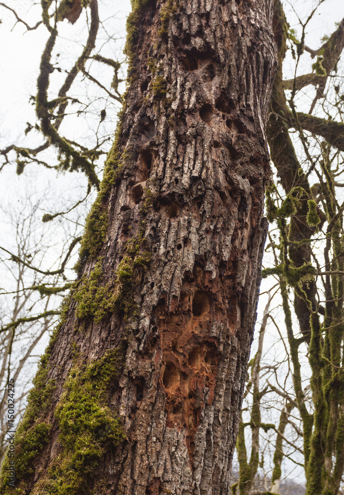 Дерево поврежденное вредителем. Видны следы работы дятла. Хостинская Тисо-самшитовая роща, Сочи, Россия