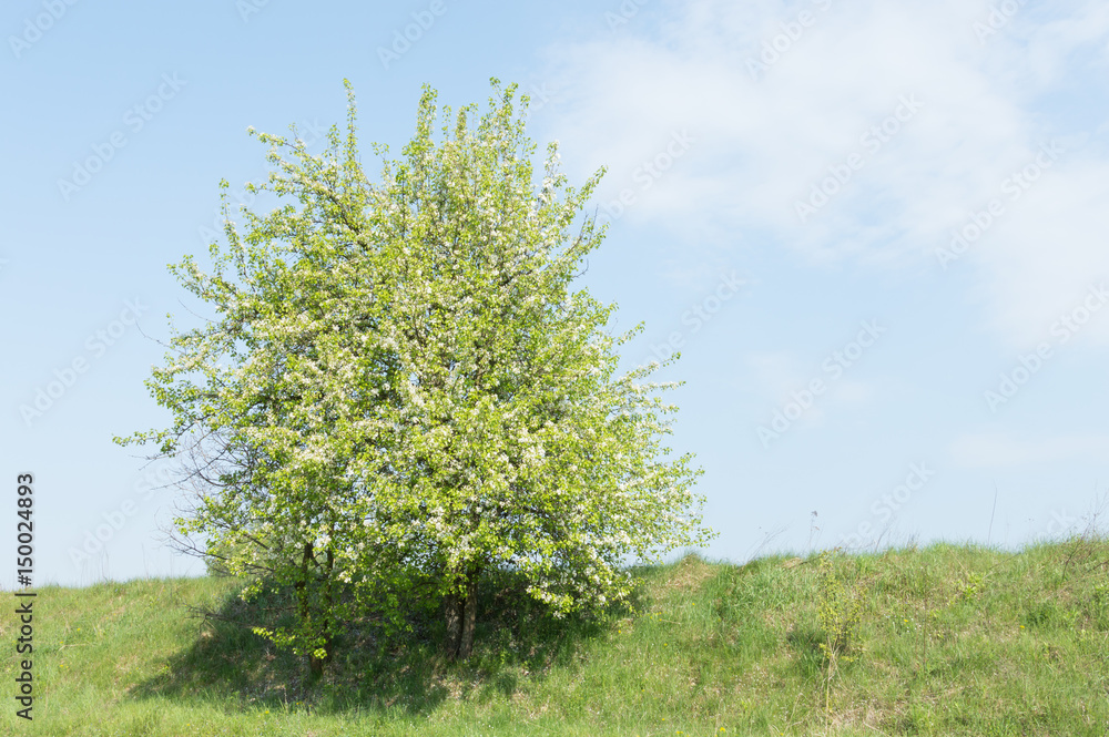 Naklejka premium green tree with blossoms against a background of blue sky