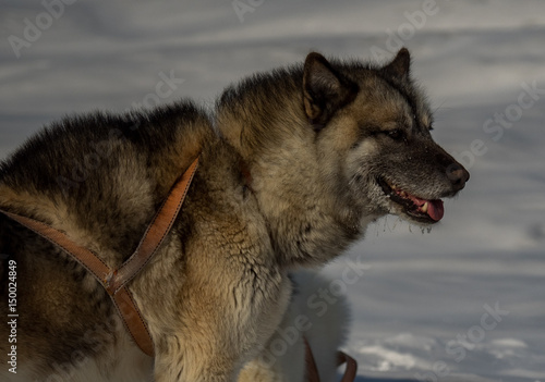 Canvas Print Sled dogs in ilulissat, Greebland