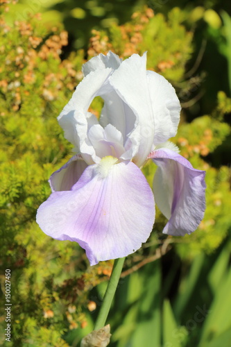 Fototapeta Naklejka Na Ścianę i Meble -  Fleur d'iris blanche et violette