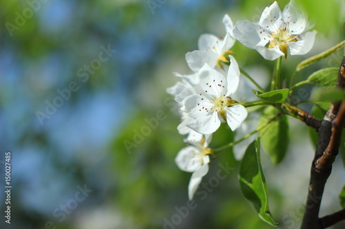 
Flowering pears