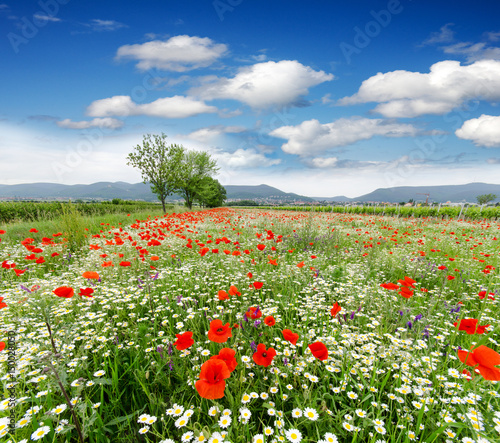 Fototapeta Naklejka Na Ścianę i Meble -  Summer happiness: meadow with red poppies :)