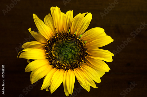 Fototapeta Naklejka Na Ścianę i Meble -  Sunflower on black background