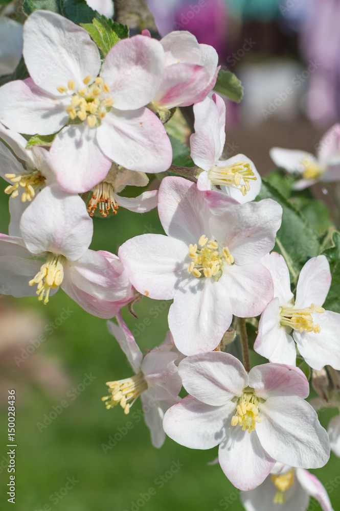 Spring Blossoms APPLE Spring Blossoms APPLE