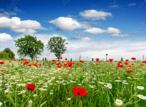 Fototapeta Naklejka Na Ścianę i Meble -  Summer happiness: meadow with red poppies :)